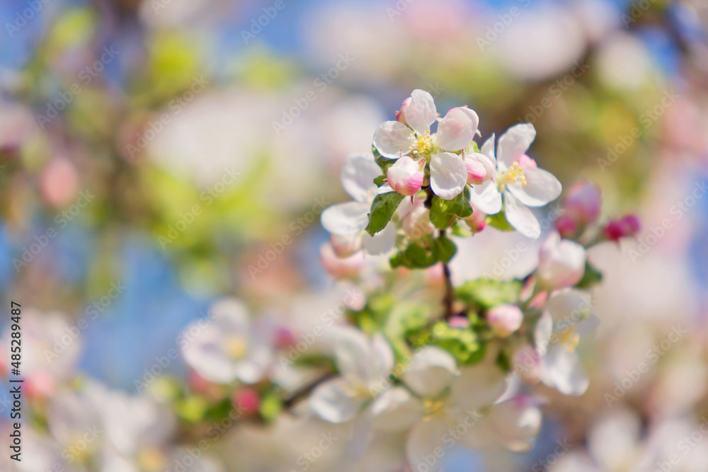 Apfelblüte im Frühling Apfelblüte im Frühling