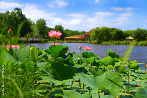 lake with lotuses primorsky Krai in the city of Artem