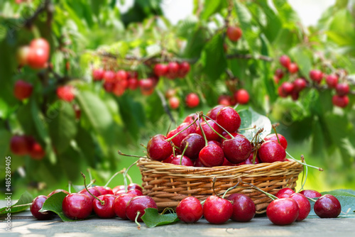 basket of fresh ripe cherries in a garden