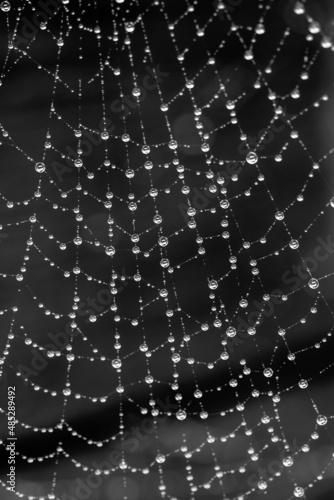 MACRO SPIDER WEB © David