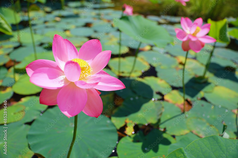 lake with lotuses primorsky Krai in the city of Artem lake with lotuses primorsky Krai in the city of Artem