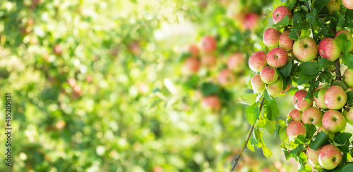 Branch of ripe red apples on a tree in a garden
