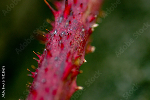 Wallpaper Mural NETTLES Torontodigital.ca