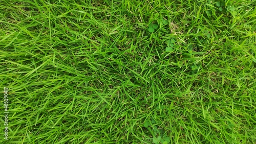 Fresh green grass in the soccer fielder
