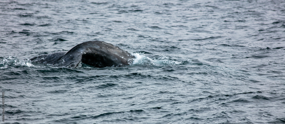 Fototapeta premium A California Grey Whale looking at the Back Portion before the Fluke Rise