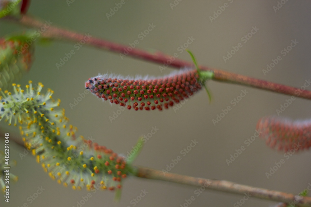 Beautiful branches of willow flowers. Blooming willow on a natural blurred background. Spring, youth, growth concept. Beautiful branches of willow flowers. Blooming willow on a natural blurred background. Spring, youth, growth concept.