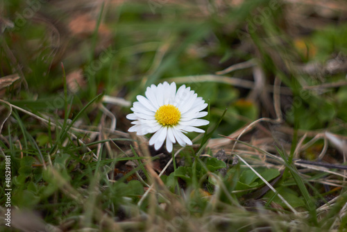 Daisy flower. Spring and summer chamomile flowers. Beauty of nature. Spring, youth, growth concept.