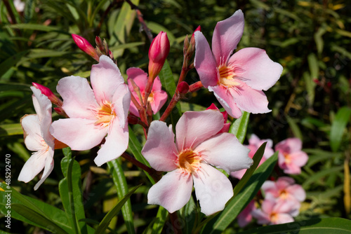 closeup shot of five petal pink flowers isolated on garden