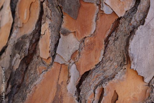 Old cracked bark on a tree  close-up  wallpaper