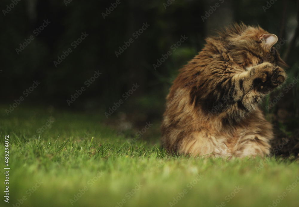 Cat with nice coat in the grass.