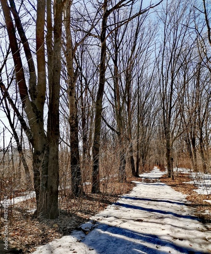 path in spring forest