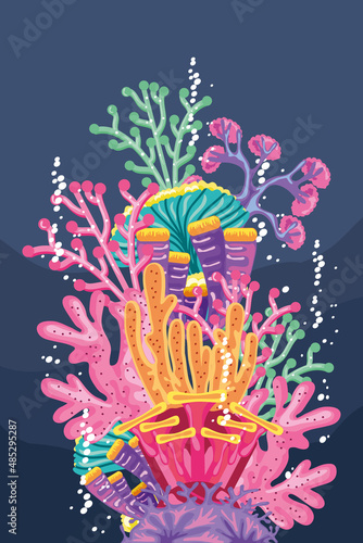 undersea life coral