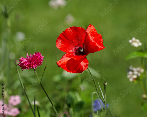 Red poppy flower in garden