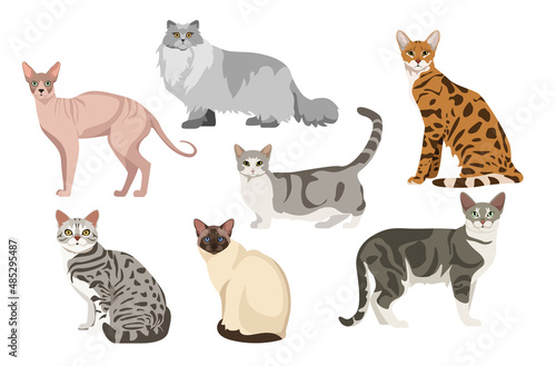 Set of beautiful cats on white background. Vector sphynx, british longhair, havana, munchkin, australian mist, balinese and american shorthair in cartoon style.