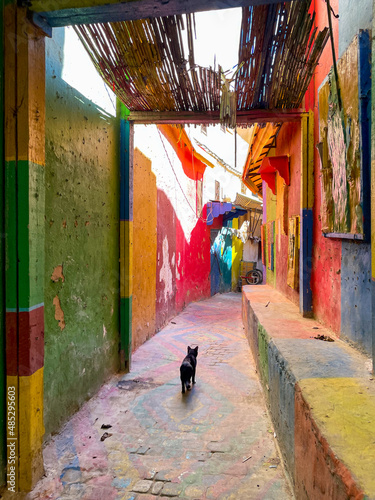 Homeless cat standing the middle of a colorful street in the old medin aof Fez