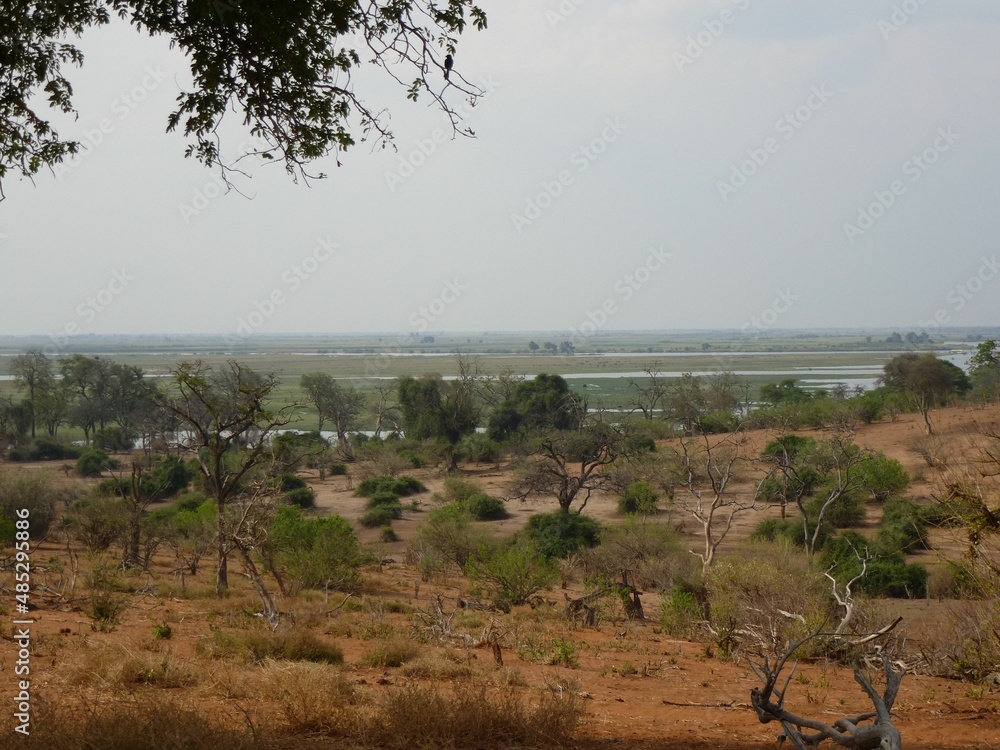 Obraz premium Panoramic view of Chobe National Park, Botswana