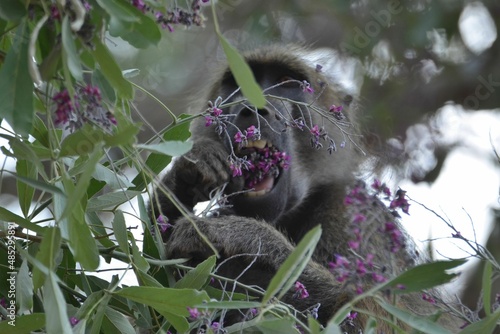 Chacma baboon eats seeds at Chobe National Park photo