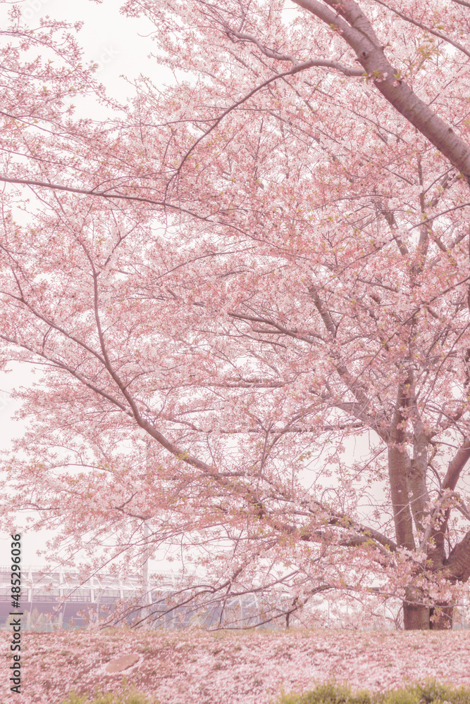府中市スタジアム通りの桜 府中市スタジアム通りの桜