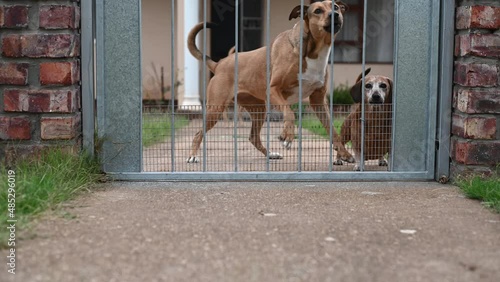 Forward pan towards barking dogs at gate photo