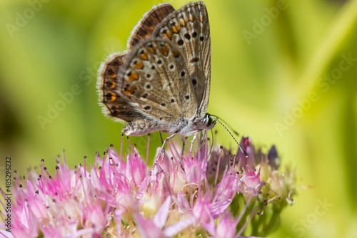Wallpaper Mural Butterfly on a delicate  flower. Blurred background  Torontodigital.ca