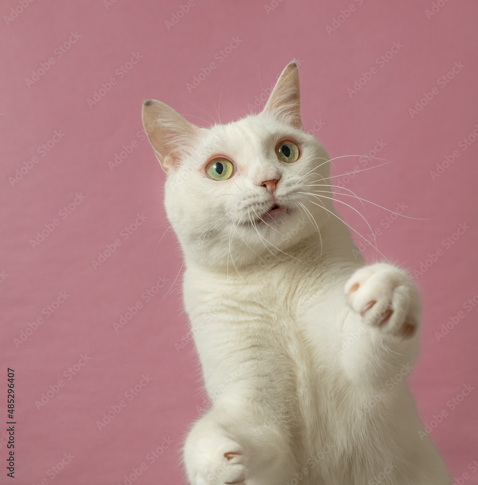 手をあげる、かわいい白猫　ピンク背景