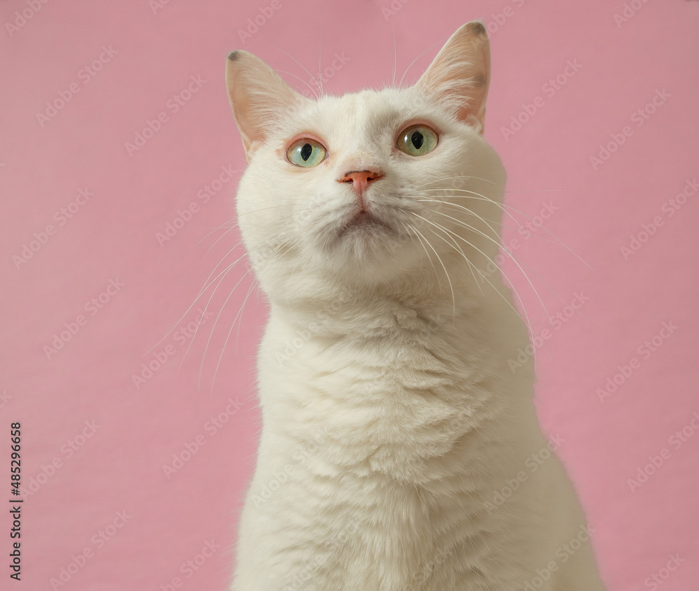 Fototapeta premium かわいい白猫 ピンク背景