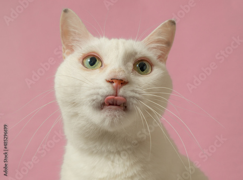 舌をだす、かわいい白猫 ピンク背景