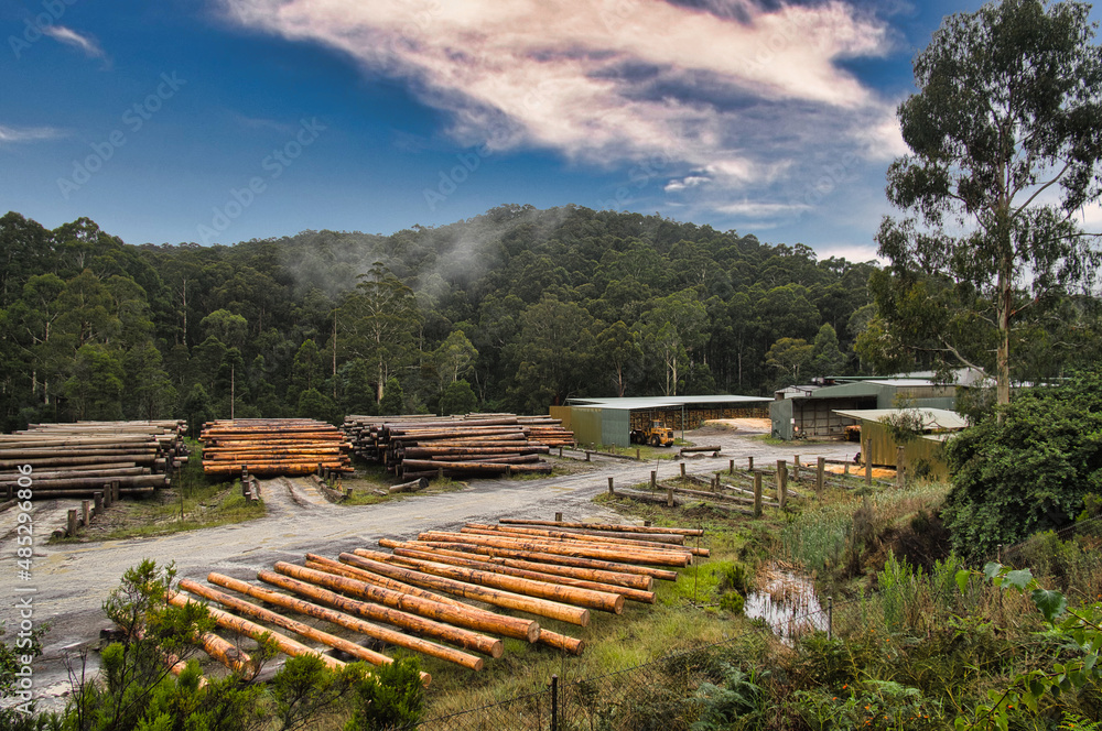 Naklejka premium Stacks of logs and drying logs on a timber yard and saw mill at Noojee, Gippsland, Victoria, Australia