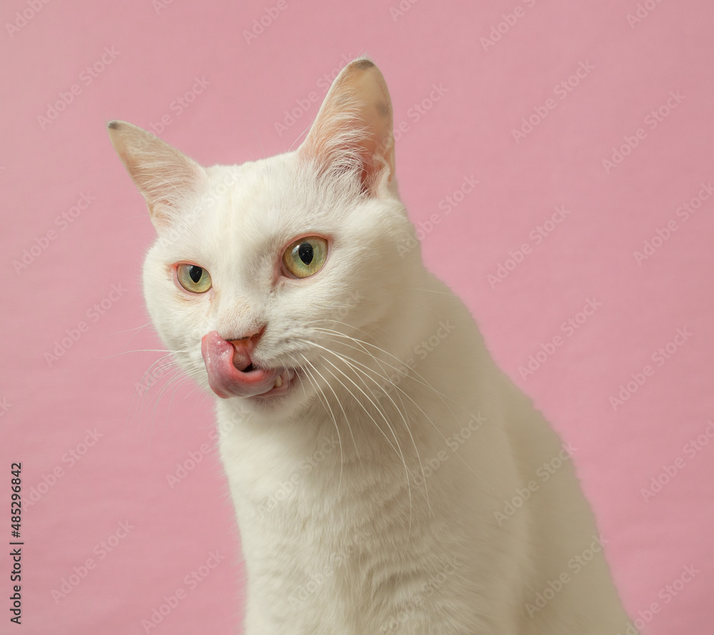 舌をだす、かわいい白猫　ピンク背景