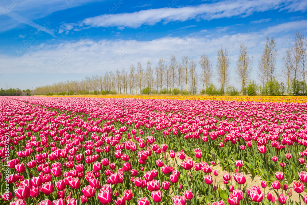 Red, white and orange tulips in a field in Noordoostpolder, Netherlands