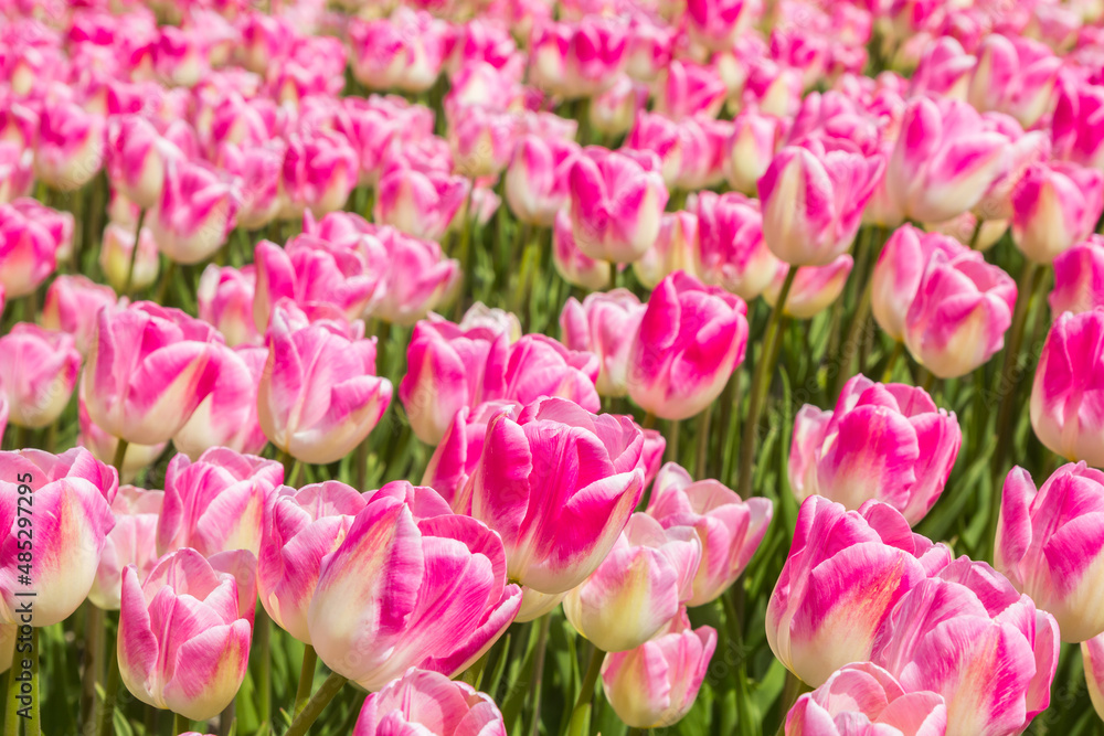 Close up of many pink tulips in Noordoostpolder, Netherlands Close up of many pink tulips in Noordoostpolder, Netherlands