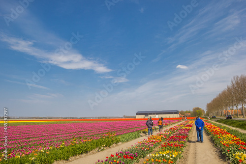 People walking trough the tulip fields in Noordoostpolder, Netherlands photo