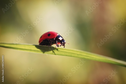 ladybug on a leaf © Мария Быкова