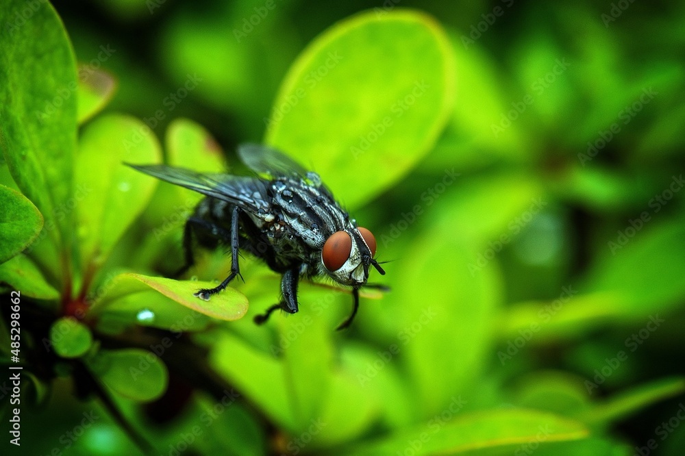 Naklejka premium fly on green leaf