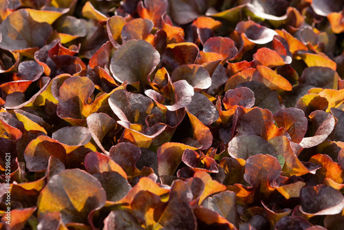 texture of red lettuce leaves, close-up, greenhouse cultivation of vegetables, flat lay
