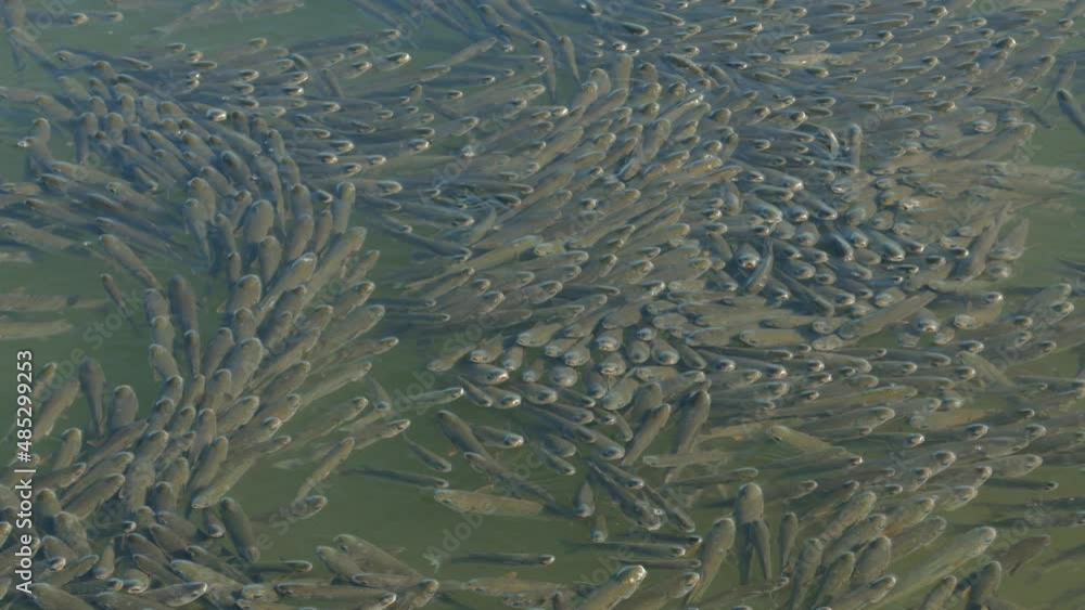 Herd of flathead grey mullet swam to the surface of the water in the north sea of Greece Herd of flathead grey mullet swam to the surface of the water in the north sea of Greece