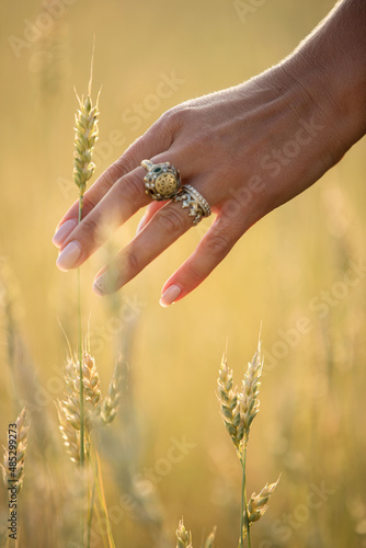hand with wheat