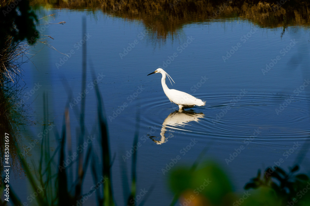 Aigrette garzette blanche et son reflet dans un étang Aigrette garzette blanche et son reflet dans un étang
