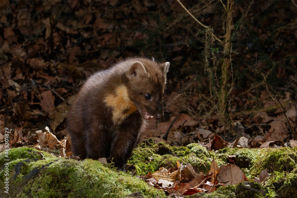 The Pine marten is an animal that lives in dense forests The Pine marten is an animal that lives in dense forests