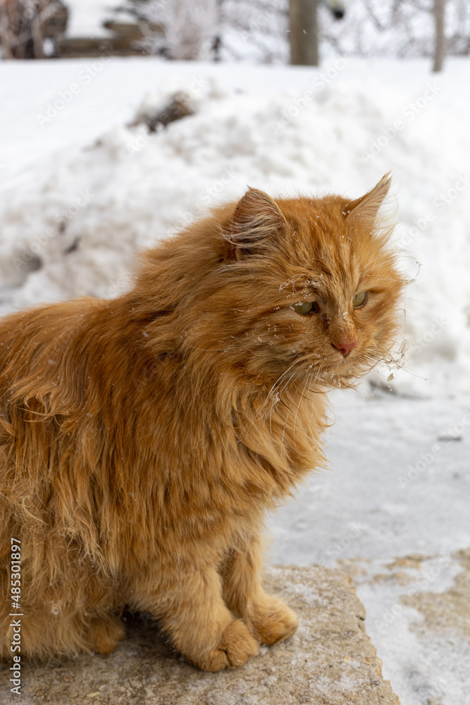 Wet shabby ginger cat with fluffy hair and sad green eyes looking away living on street in country village in winter. Animal shelter. People and animals together. Wet shabby ginger cat with fluffy hair and sad green eyes looking away living on street in country village in winter. Animal shelter. People and animals together.
