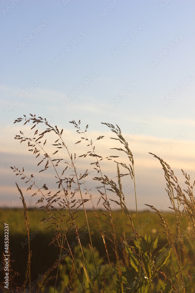 Naklejka premium wheat field at sunset