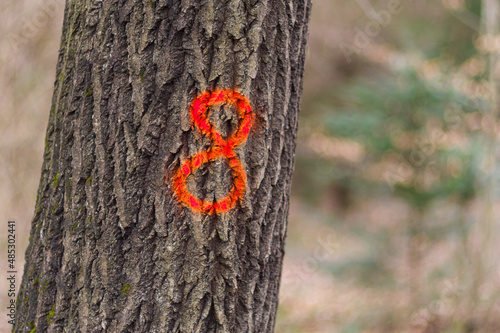 Fototapeta Naklejka Na Ścianę i Meble -  drzewo oznaczone do ścięcia z liczbą 8