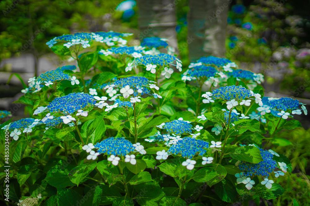 長谷寺のあじさい（6月）