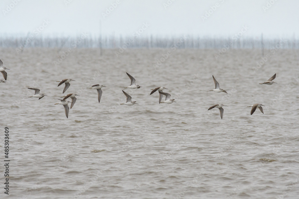 渡り鳥の群れ 渡り鳥の群れ