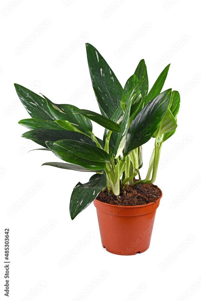 Tropical 'Monstera Standleyana' houseplant with white variagated leaves on white background Tropical 'Monstera Standleyana' houseplant with white variagated leaves on white background