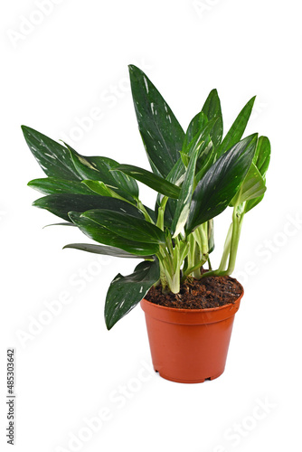 Tropical 'Monstera Standleyana' houseplant with white variagated leaves on white background