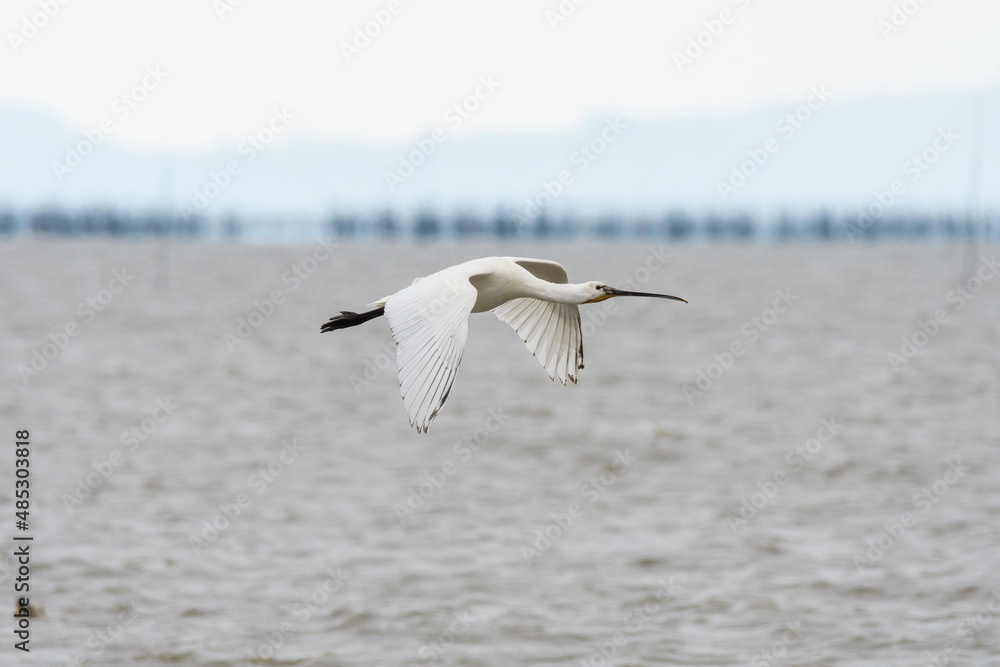 飛来する野鳥 飛来する野鳥