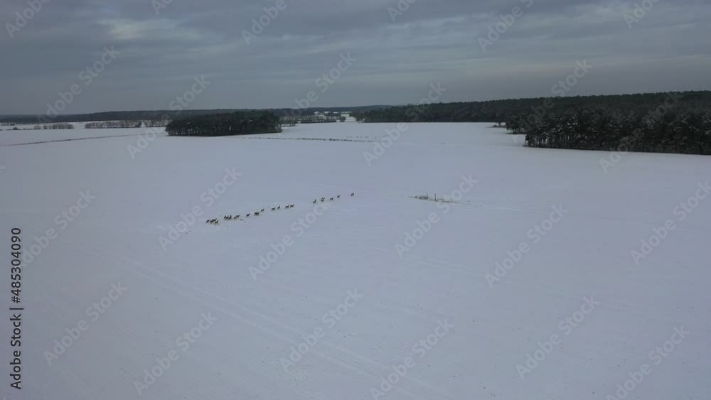 Aerial video of herds of roe deer in winter landscape. Beautiful wildlife landscape of roe deer in snowy landscape - K4 video 