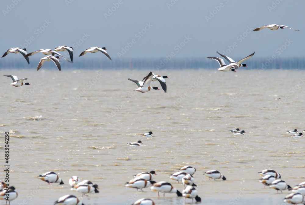 有明海で越冬する渡り鳥