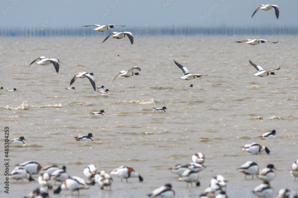 飛来する渡り鳥の群れ